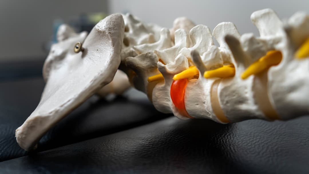 腰椎の骨格標本