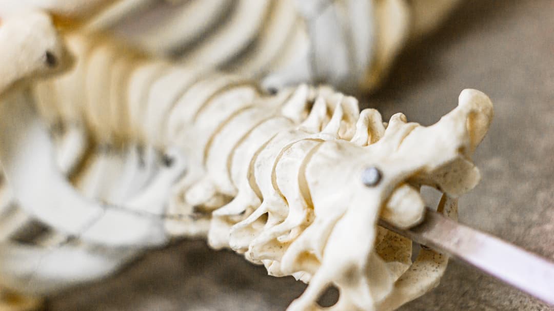 頸椎の骨格標本